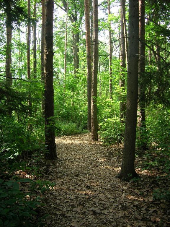 Forest Motel & Woodland Retreat Стратфорд Екстер'єр фото
